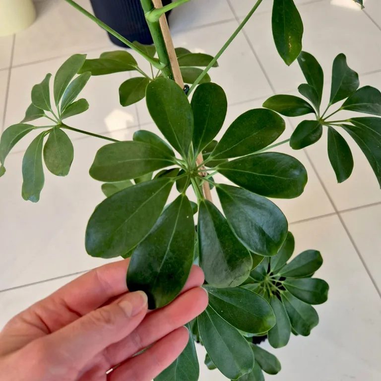 Szeflera drzewkowata (Schefflera arbolicora 'Compacta') 110cm