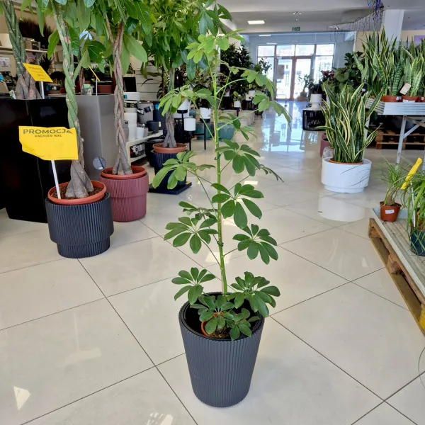 Szeflera drzewkowata (Schefflera arbolicora 'Compacta') 110cm