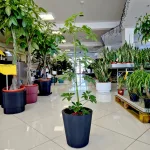 Szeflera drzewkowata (Schefflera arbolicora 'Compacta') 110cm