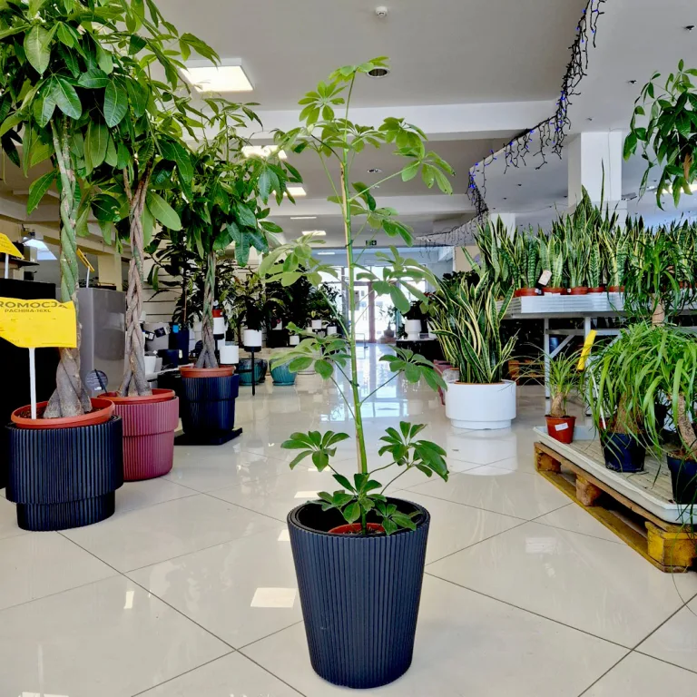 Szeflera drzewkowata (Schefflera arbolicora 'Compacta') 110cm