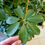 Szeflera drzewkowata (Schefflera arbolicora 'Compacta') 110cm