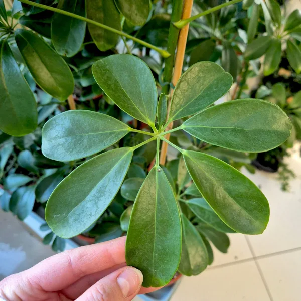 Szeflera drzewkowata (Schefflera arbolicora 'Compacta') 110cm