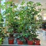 Szeflera drzewkowata (Schefflera arbolicora 'Compacta') 110cm