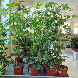 Szeflera drzewkowata (Schefflera arbolicora 'Compacta') 110cm