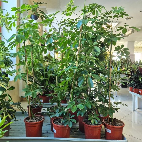 Szeflera drzewkowata (Schefflera arbolicora 'Compacta') 110cm