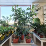 Szeflera drzewkowata (Schefflera arbolicora 'Compacta') 110cm