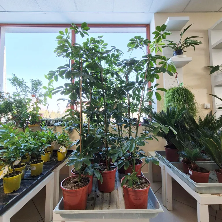 Szeflera drzewkowata (Schefflera arbolicora 'Compacta') 110cm