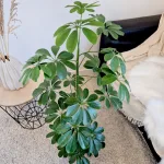 Szeflera drzewkowata (Schefflera arbolicora 'Compacta') 110cm