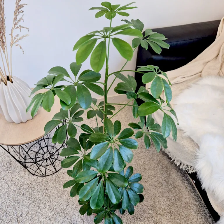 Szeflera drzewkowata (Schefflera arbolicora 'Compacta') 110cm