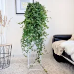 Bluszcz pospolity (Hedera helix 'Anna') 130cm