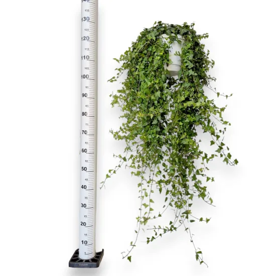 Bluszcz pospolity Hedera helix Anna 130cm