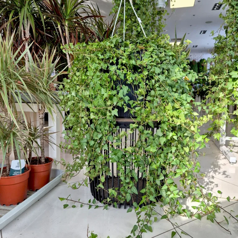 Bluszcz pospolity (Hedera helix 'Anna') 130cm