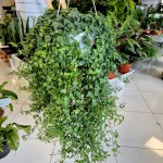 Bluszcz pospolity (Hedera helix 'Anna') 130cm