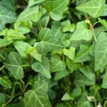Bluszcz pospolity (Hedera helix 'Anna') 130cm