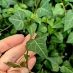 Bluszcz pospolity (Hedera helix 'Anna') 130cm