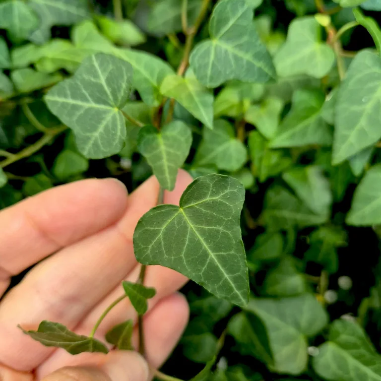 Bluszcz pospolity (Hedera helix 'Anna') 130cm