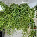 Bluszcz pospolity (Hedera helix 'Anna') 130cm