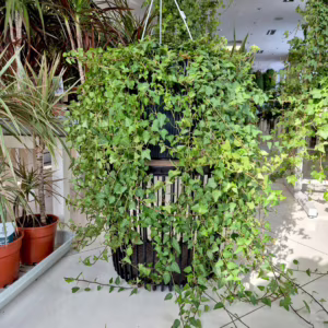 Bluszcz pospolity (Hedera helix 'Anna') 120-140cm