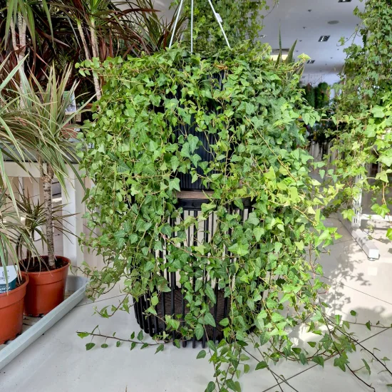 Bluszcz pospolity Hedera helix Anna 130cm