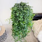 Bluszcz pospolity (Hedera helix 'Anna') 130cm