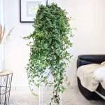 Bluszcz pospolity (Hedera helix 'Anna') 130cm