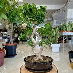 Bonsai figowiec tępolistny (Ficus Microcarpa 'Ginseng') w donicy 75cm