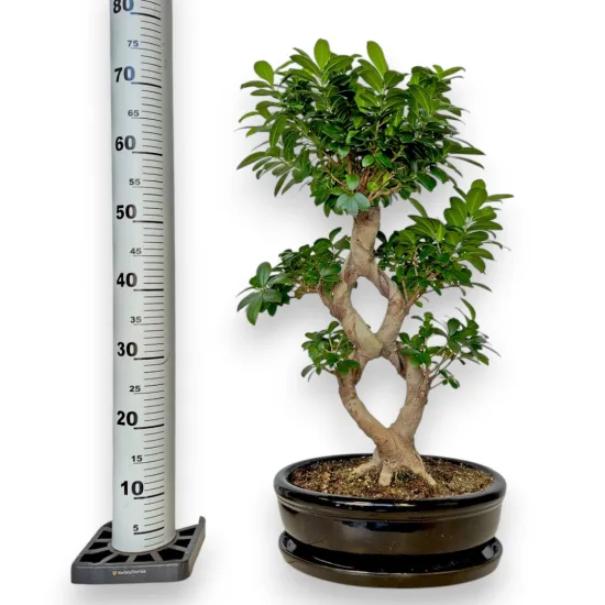 Bonsai figowiec tępolistny (Ficus Microcarpa 'Ginseng’) w donicy 70cm