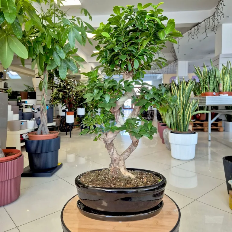 Bonsai figowiec tępolistny (Ficus Microcarpa 'Ginseng') w donicy 75cm