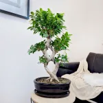 Bonsai figowiec tępolistny (Ficus Microcarpa 'Ginseng') w donicy 75cm