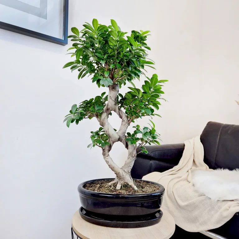 Bonsai figowiec tępolistny (Ficus Microcarpa 'Ginseng') w donicy 75cm