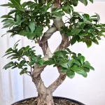 Bonsai figowiec tępolistny (Ficus Microcarpa 'Ginseng') w donicy 75cm