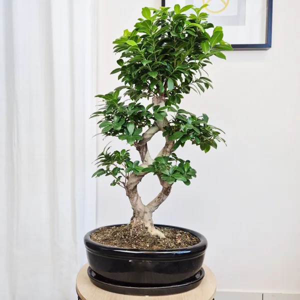 Bonsai figowiec tępolistny (Ficus Microcarpa 'Ginseng') w donicy 75cm