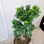 Bonsai figowiec tępolistny (Ficus Microcarpa 'Ginseng') w donicy 75cm