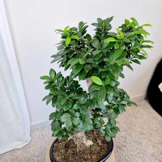Bonsai figowiec tępolistny (Ficus Microcarpa 'Ginseng’) w donicy 70cm