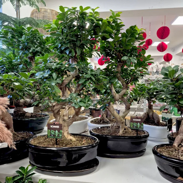 Bonsai figowiec tępolistny (Ficus Microcarpa 'Ginseng') w donicy 75cm