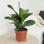 Fikus dębolistny (Ficus lyrata) 30cm