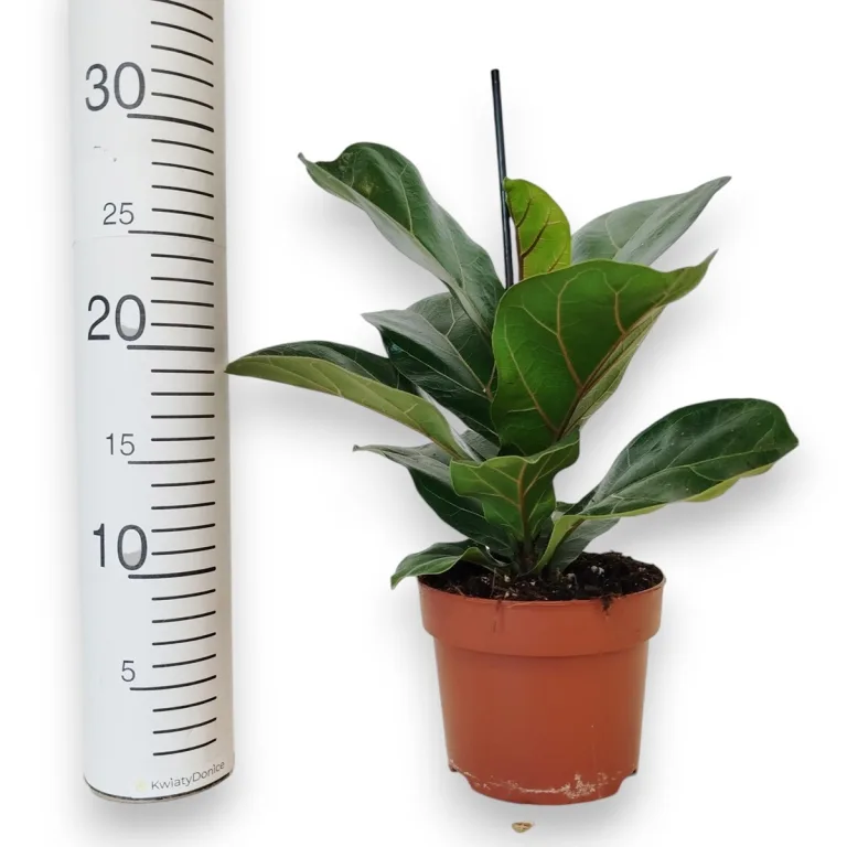 Fikus dębolistny (Ficus lyrata) 30cm