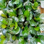 Fikus dębolistny (Ficus lyrata) 30cm