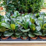 Fikus dębolistny (Ficus lyrata) 30cm