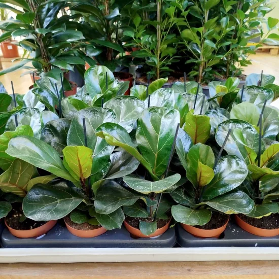 Fikus dębolistny (Ficus lyrata) 30cm'