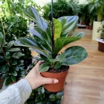 Fikus dębolistny (Ficus lyrata) 30cm