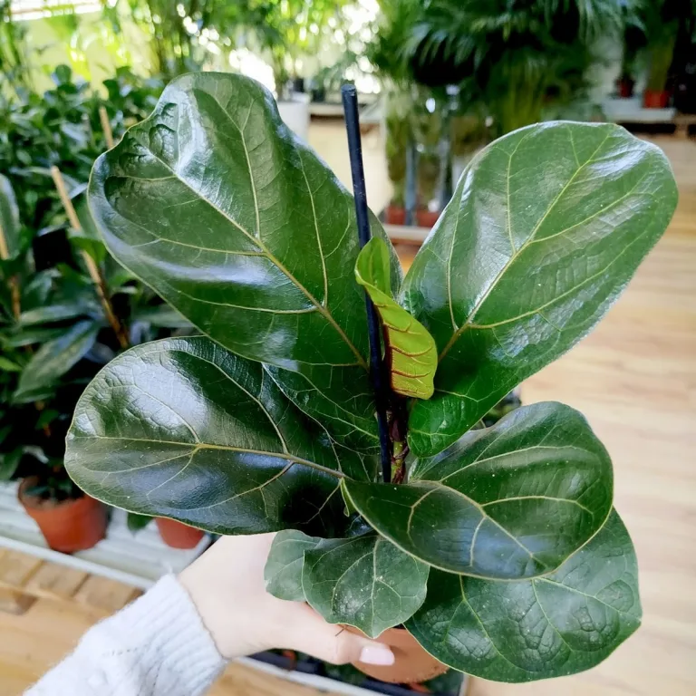 Fikus dębolistny (Ficus lyrata) 30cm