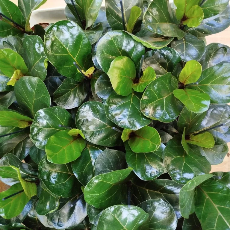 Fikus dębolistny (Ficus lyrata) 30cm