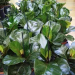 Fikus dębolistny (Ficus lyrata) 30cm