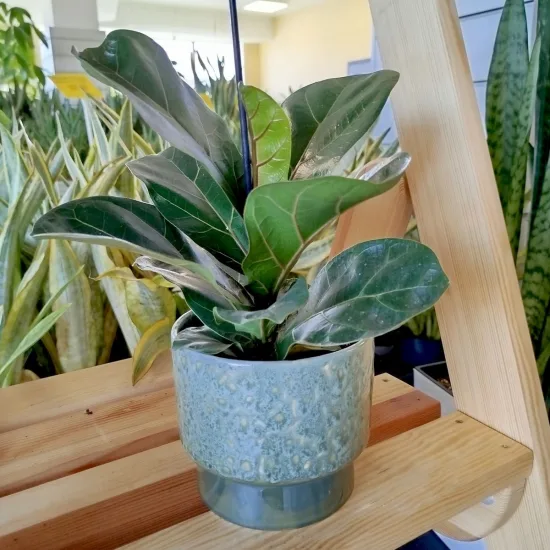 Fikus dębolistny (Ficus lyrata) 30cm'
