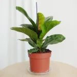 Fikus dębolistny (Ficus lyrata) 30cm