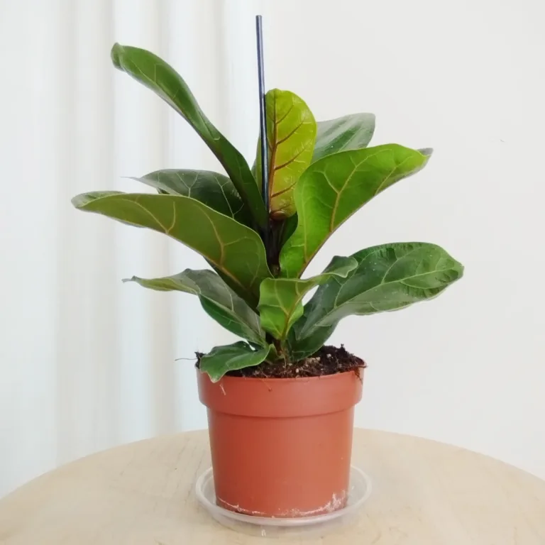 Fikus dębolistny (Ficus lyrata) 30cm