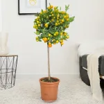 Kalamondyna - drzewko cytrusowe (Citrofortunella) 110cm
