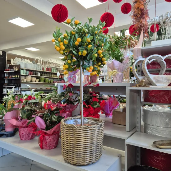 Kalamondyna - drzewko cytrusowe (Citrofortunella)