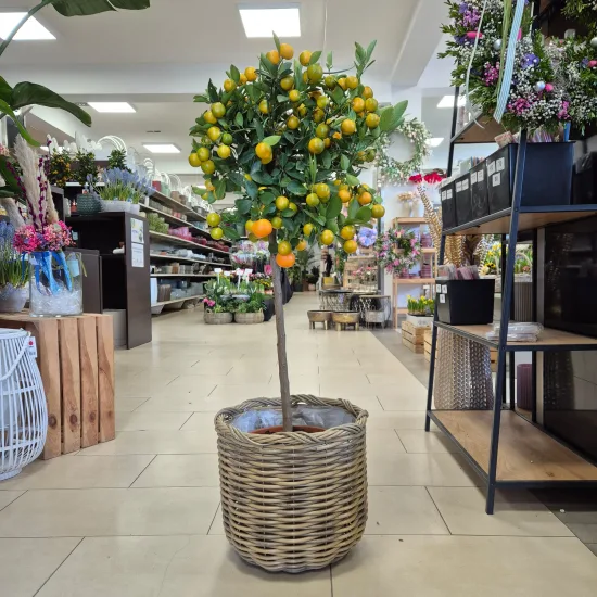 Kalamondyna - drzewko cytrusowe (Citrofortunella)